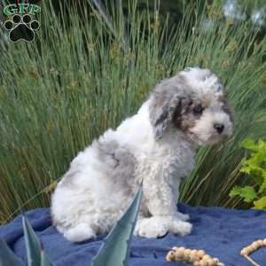 Sailor, Cavapoo Puppy