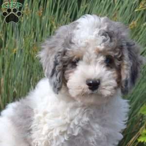 Sailor, Cavapoo Puppy