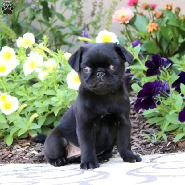 Sally, Pug Puppy