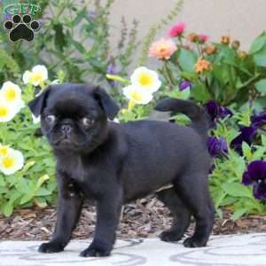 Sally, Pug Puppy