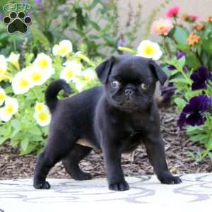 Sally, Pug Puppy
