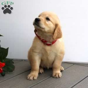 Sally, Golden Retriever Puppy