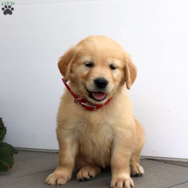 Sally, Golden Retriever Puppy