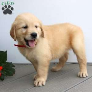 Sally, Golden Retriever Puppy
