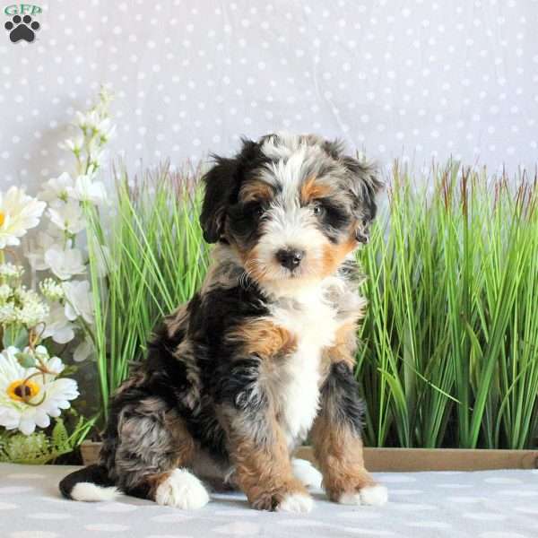 Sam, Mini Bernedoodle Puppy
