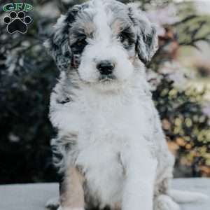 Sam, Bernedoodle Puppy