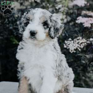Sam, Bernedoodle Puppy
