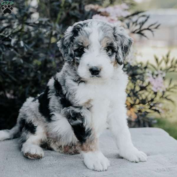 Sam, Bernedoodle Puppy