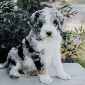 Sam, Bernedoodle Puppy