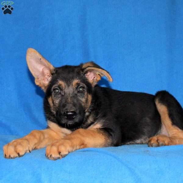 Samantha, German Shepherd Puppy