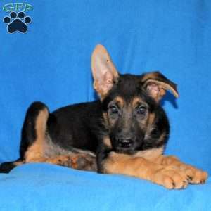 Samantha, German Shepherd Puppy