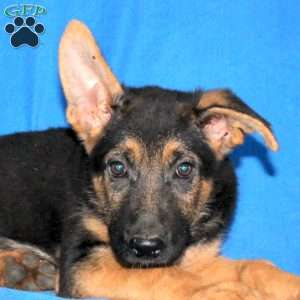 Samantha, German Shepherd Puppy