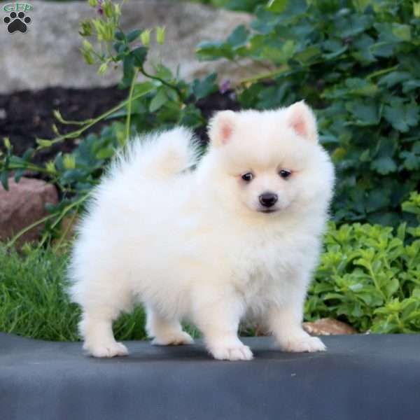Sammy, Pomeranian Puppy