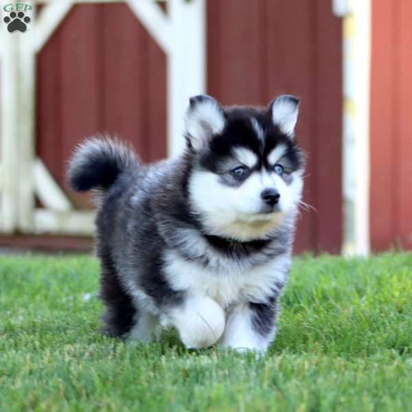 Sammy, Pomsky Puppy