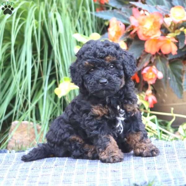 Sammy, Miniature Poodle Puppy