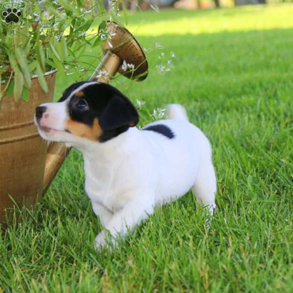 Sammy, Jack Russell Terrier Puppy