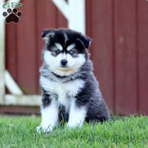Sammy, Pomsky Puppy