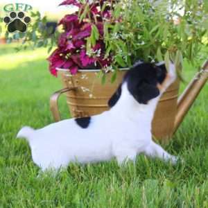Sammy, Jack Russell Terrier Puppy