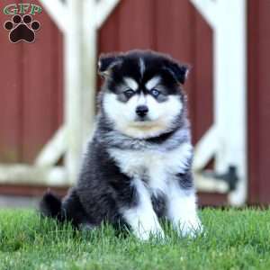 Sammy, Pomsky Puppy
