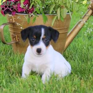 Sammy, Jack Russell Terrier Puppy