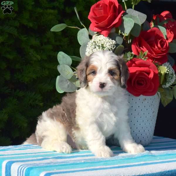 Samson, Cavapoo Puppy