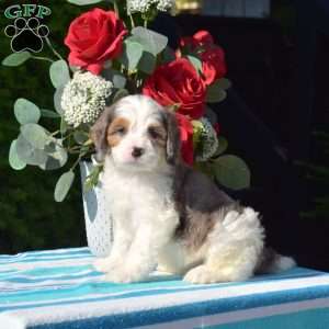Samson, Cavapoo Puppy