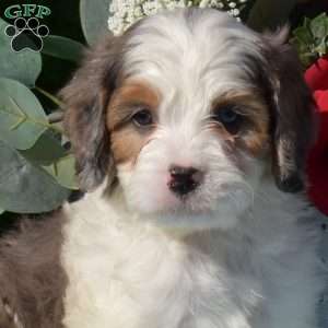 Samson, Cavapoo Puppy