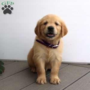 Sandra, Golden Retriever Puppy