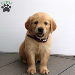 Sandra, Golden Retriever Puppy