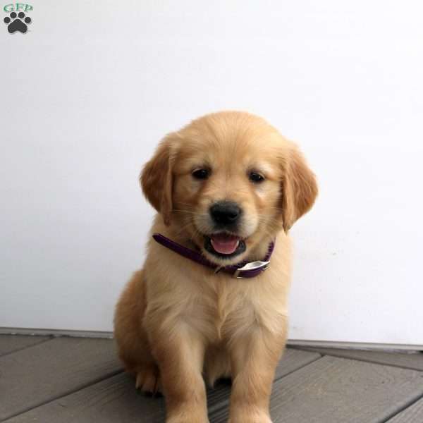Sandra, Golden Retriever Puppy