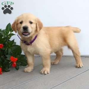Sandra, Golden Retriever Puppy