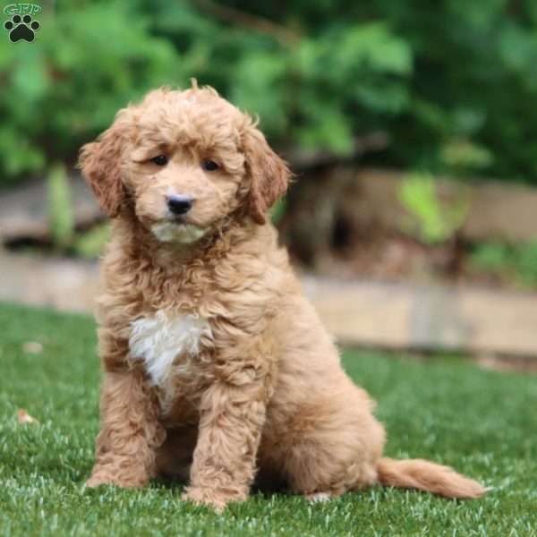 Sara, Mini Goldendoodle Puppy