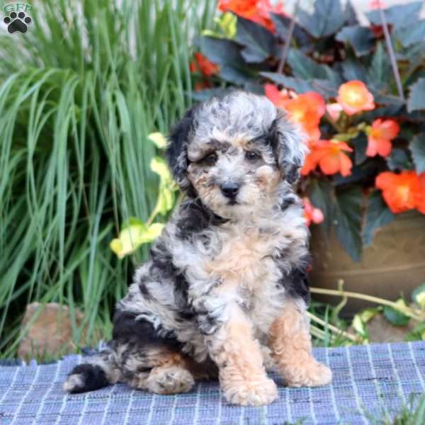 Sara, Miniature Poodle Puppy