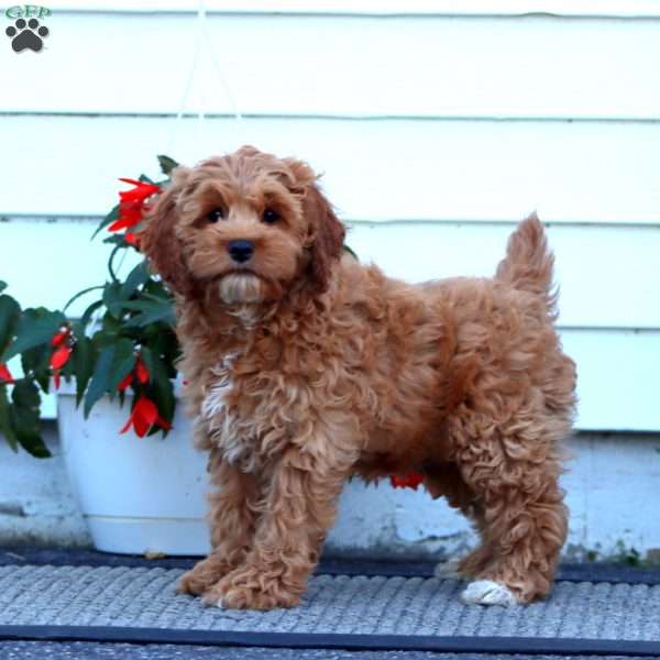 Sara, Cockapoo Puppy