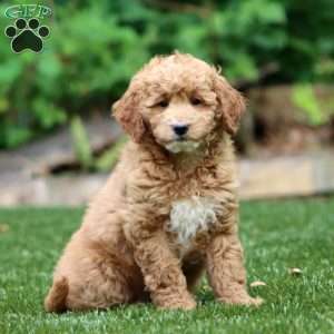 Sara, Mini Goldendoodle Puppy