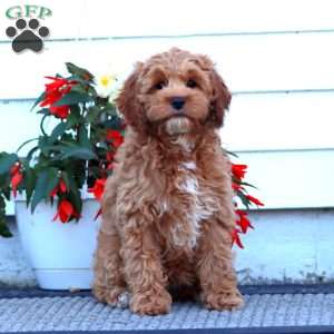 Sara, Cockapoo Puppy