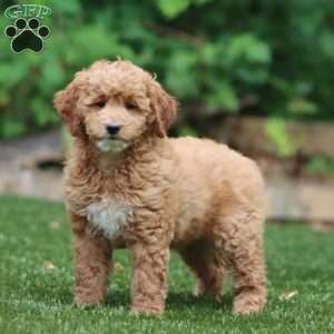 Sara, Mini Goldendoodle Puppy