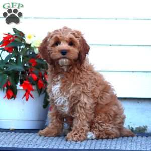 Sara, Cockapoo Puppy