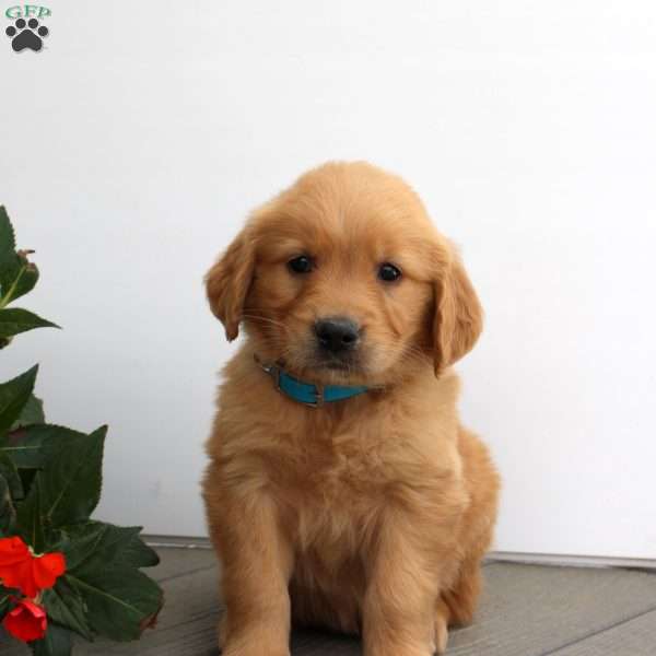 Sara, Golden Retriever Puppy