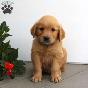 Sara, Golden Retriever Puppy