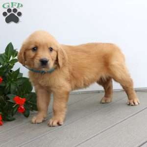 Sara, Golden Retriever Puppy
