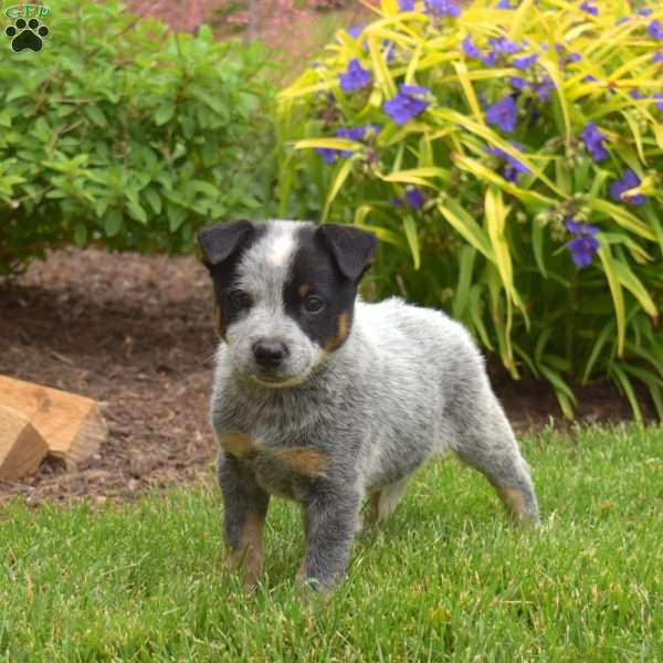 Sarge, Blue Heeler – Australian Cattle Dog Puppy