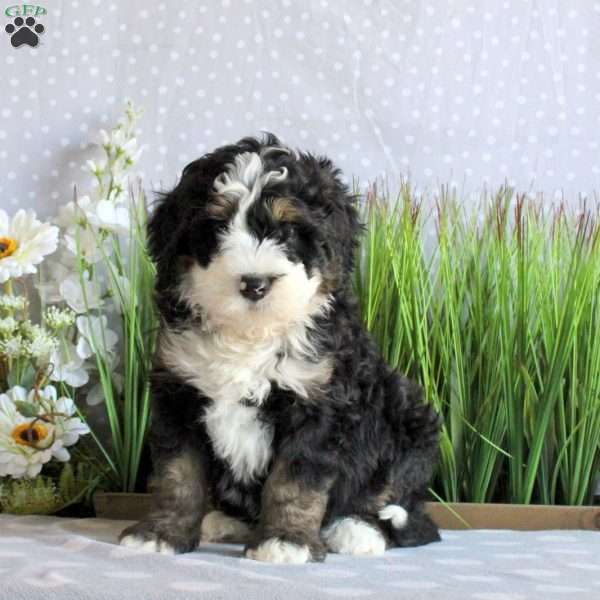 Sarge, Mini Bernedoodle Puppy