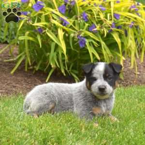 Sarge, Blue Heeler – Australian Cattle Dog Puppy