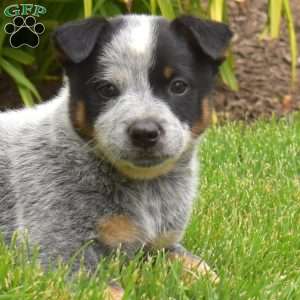 Sarge, Blue Heeler – Australian Cattle Dog Puppy