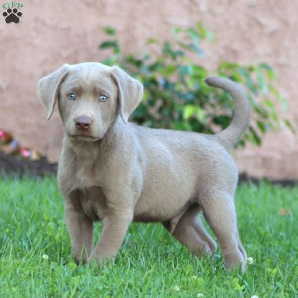Sarge, Silver Labrador Retriever Puppy