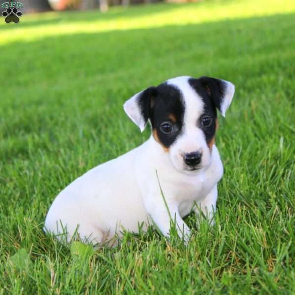 Sasha, Jack Russell Terrier Puppy