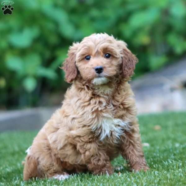 Sasha, Mini Goldendoodle Puppy