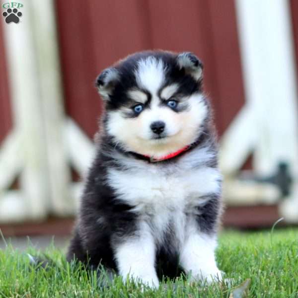 Sasha, Pomsky Puppy