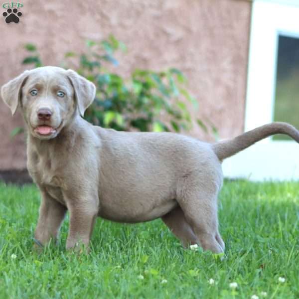 Sasha, Silver Labrador Retriever Puppy